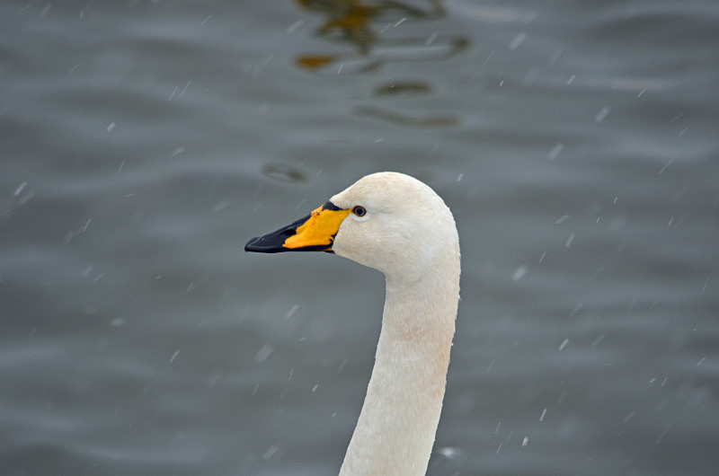 Whooper Swan - Whooper and Bewick's Swans