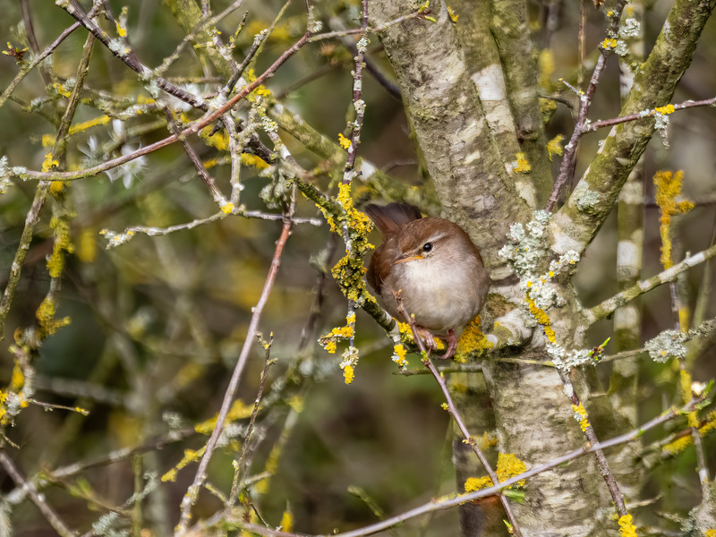 Cetti's Warbler - Latest photos