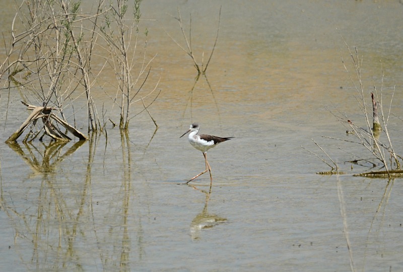 Black-winged Stilt - South Spain - September 2013