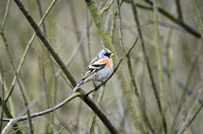 Brambling - Finches