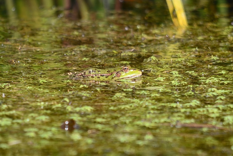 Marsh Frog - Frogs and toads
