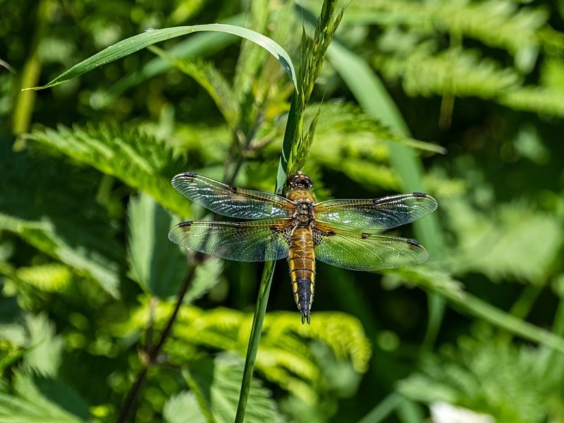 Four-spotted Chaser - Dragonflies and damselflies