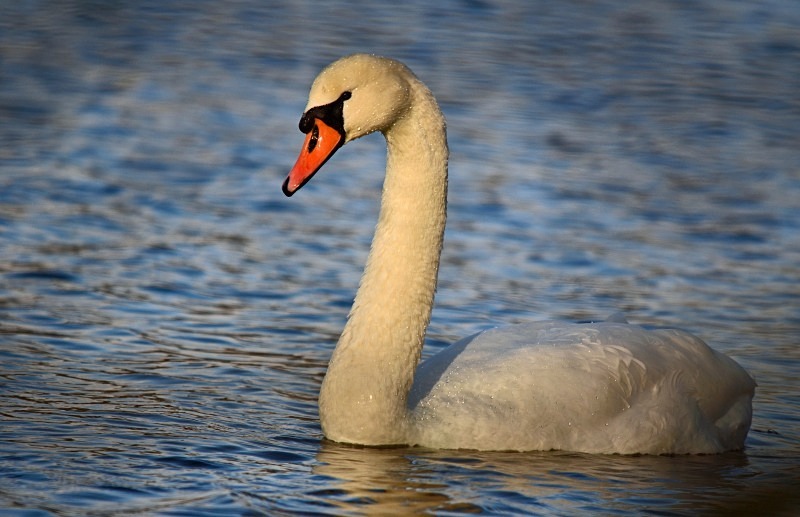 Mute Swan - Mute Swans
