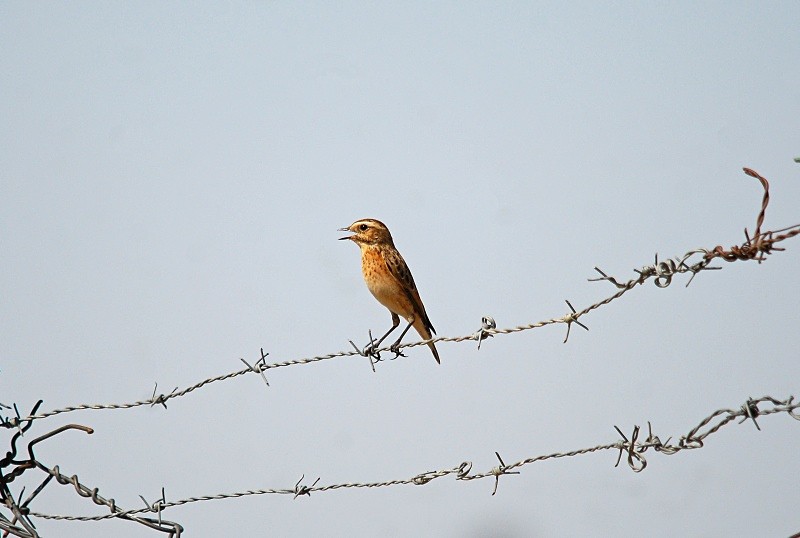 Whinchat - South and north west Spain - September 2010