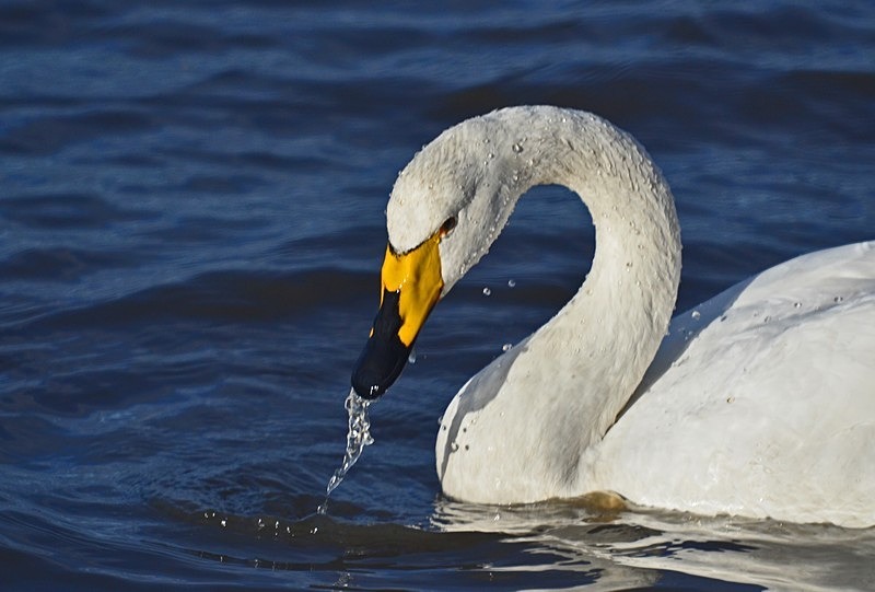 Whooper Swan - Whooper and Bewick's Swans