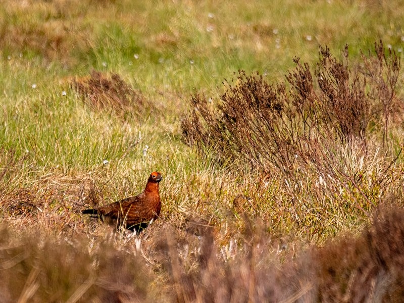 Red Grouse - Game birds
