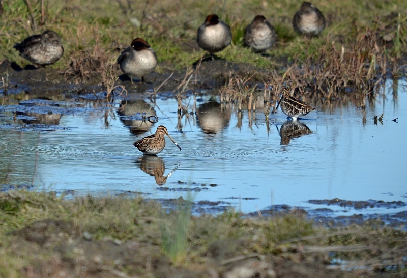 Common Snipe - Snipes and woodcocks