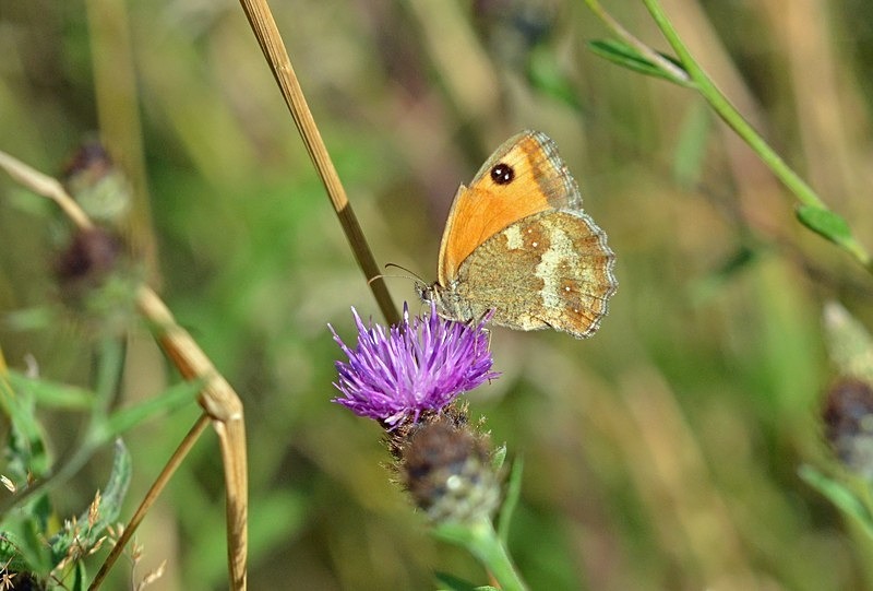 Gatekeeper - Butterflies