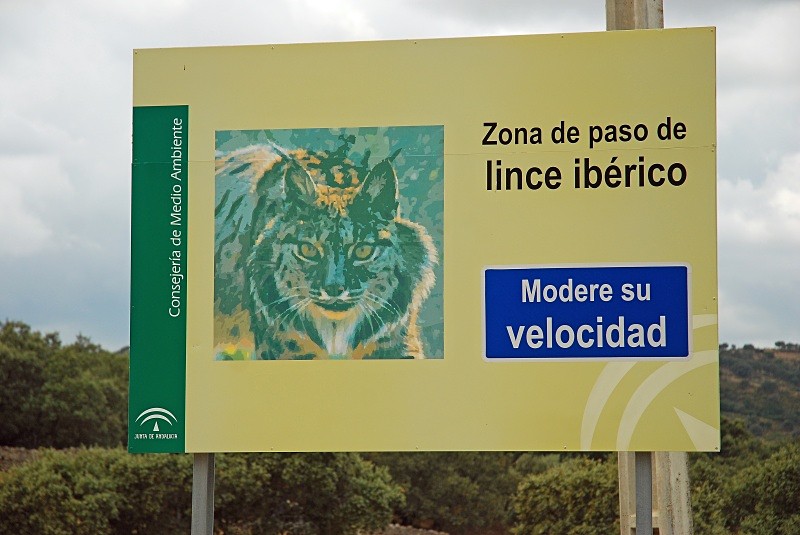 Iberian Lynx - South and north west Spain - September 2010