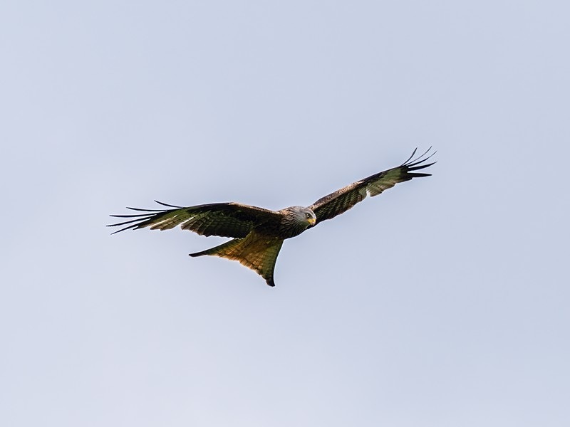 Red Kite - Birds of prey