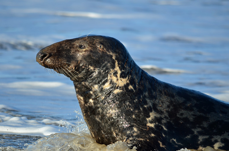 Atlantic Grey Seal - Atlantic Grey Seals