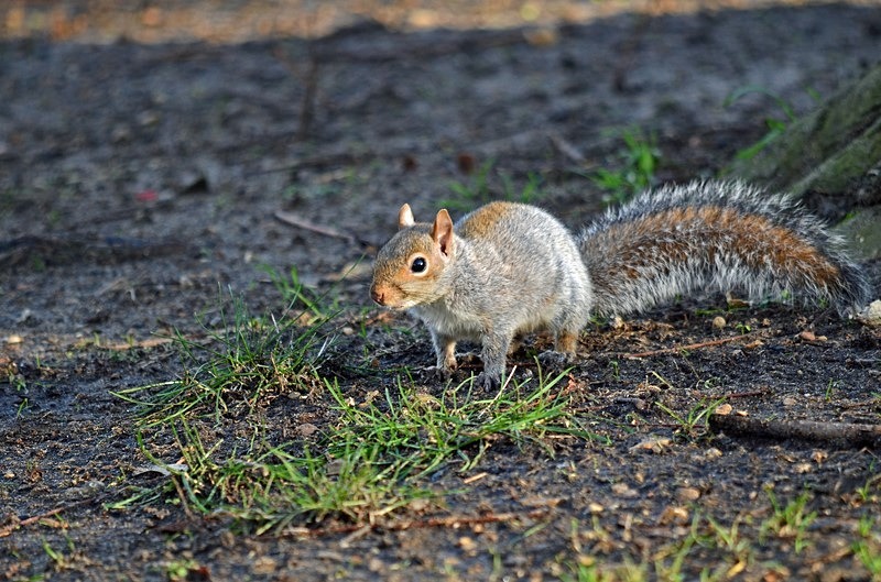 Grey Squirrel - Grey Squirrels