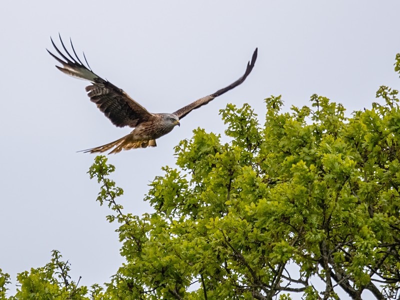 Red Kite - Birds of prey