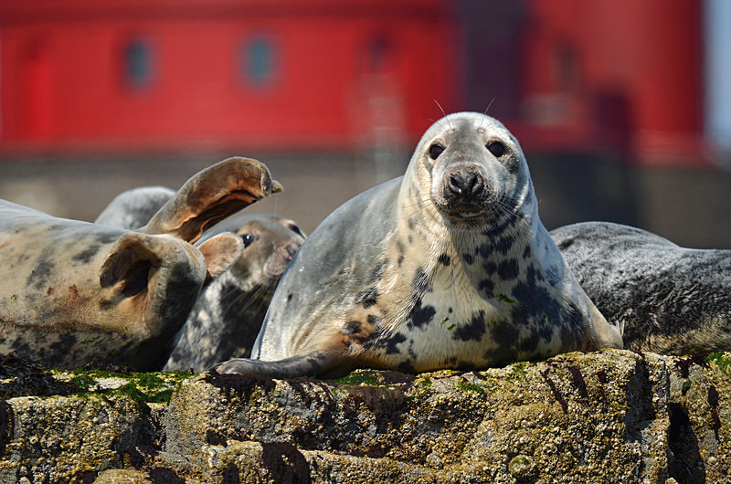 Atlantic Grey Seal - Atlantic Grey Seals