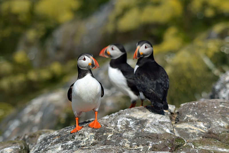Puffins - Puffins