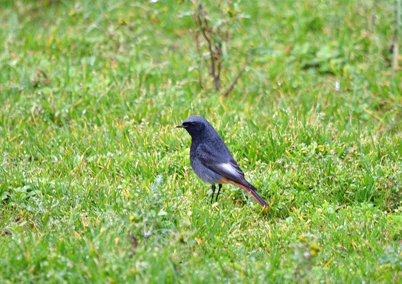 Black Redstart - Chats