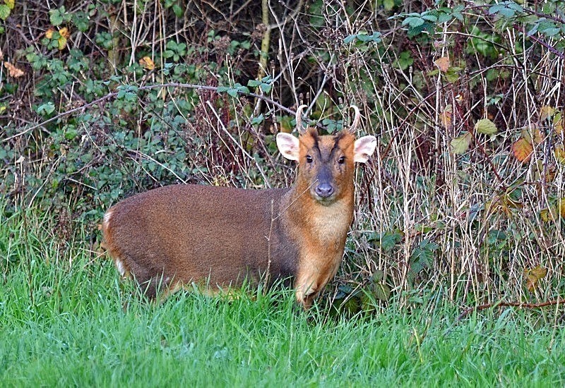 December 2020 - Reeves' Muntjac - Photos of the month