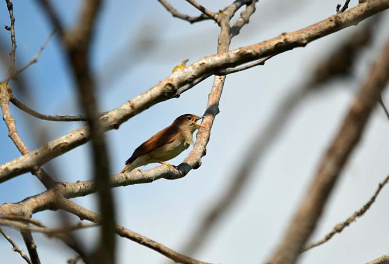 Nightingale - Central Macedonia