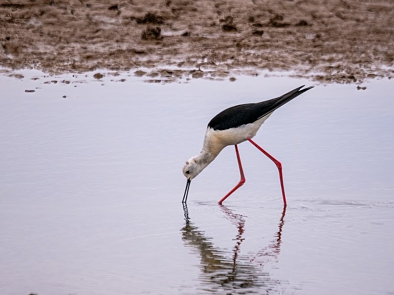 Black-winged Stilt - Avocets and stilts