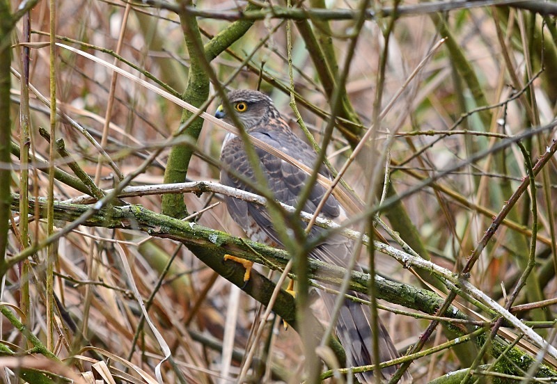 Sparrowhawk - Birds of prey