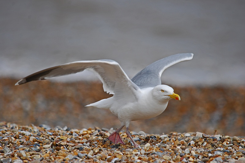 Herring Gull - Gulls