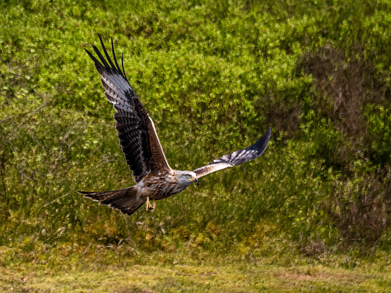 Red Kite - Latest photos