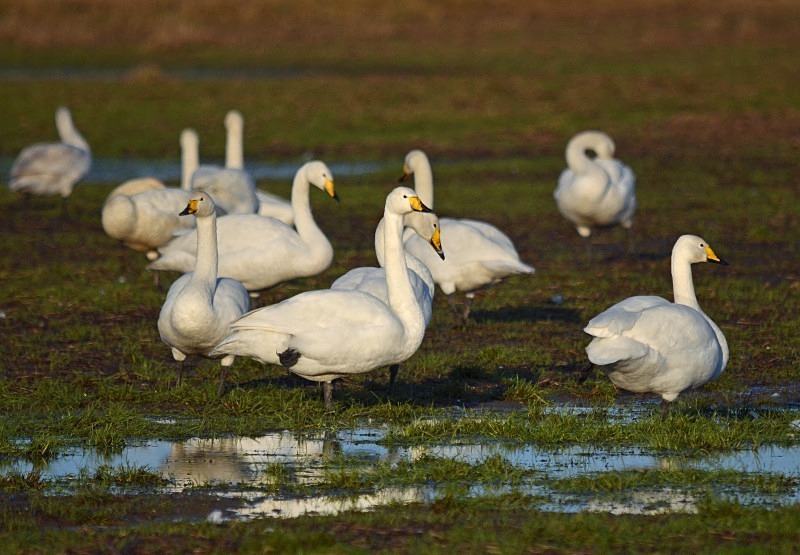 Whooper Swans - Whooper and Bewick's Swans
