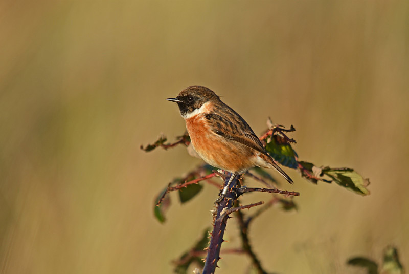 Stonechat - Chats