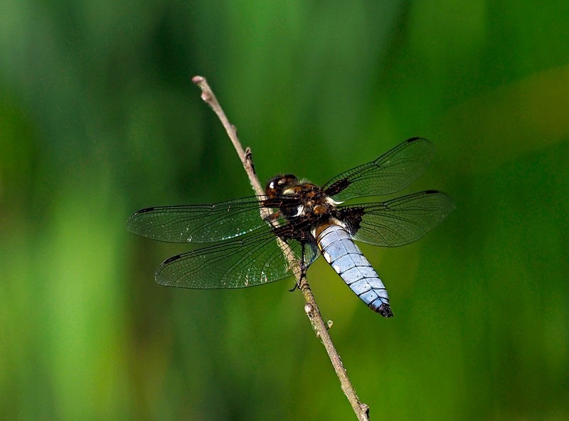 Broad-bodied Chaser - Dragonflies and damselflies