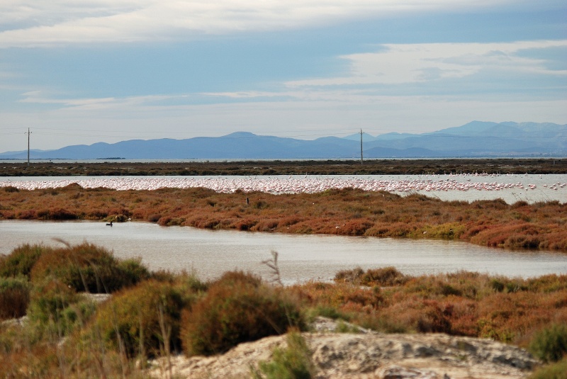 Greater Flamingos - Catalunya