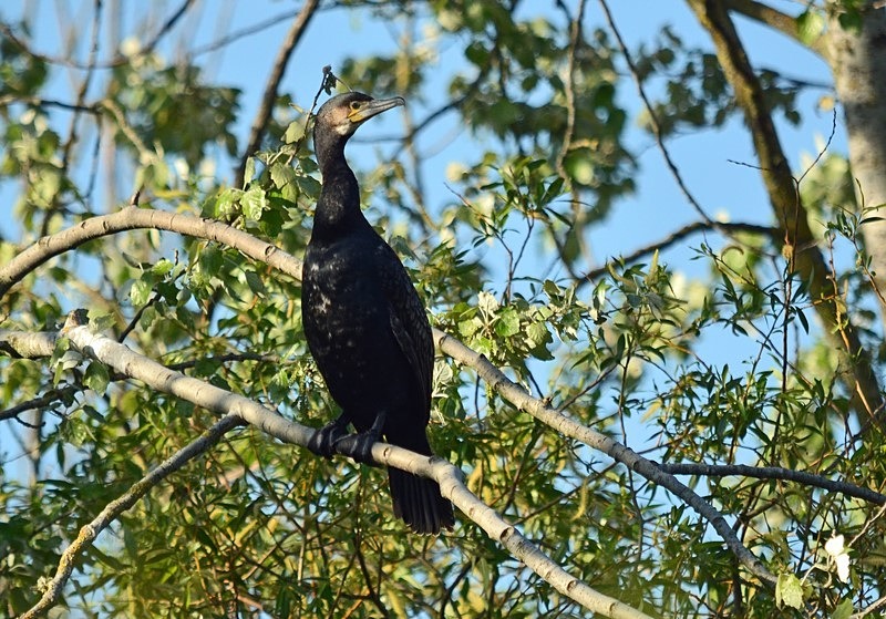 Cormorant - Cormorants and Shags