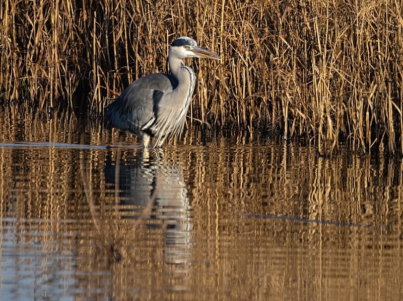 Grey Heron - Herons and egrets