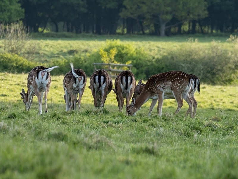 Fallow Deer - Fallow Deer