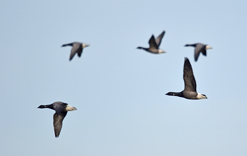 Dark-bellied Brent Geese - Black geese