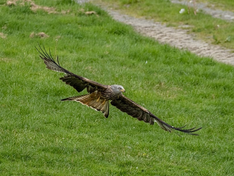 Red Kite - Birds of prey