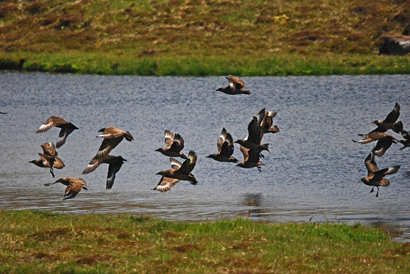 Great Skuas - Skuas and shearwaters