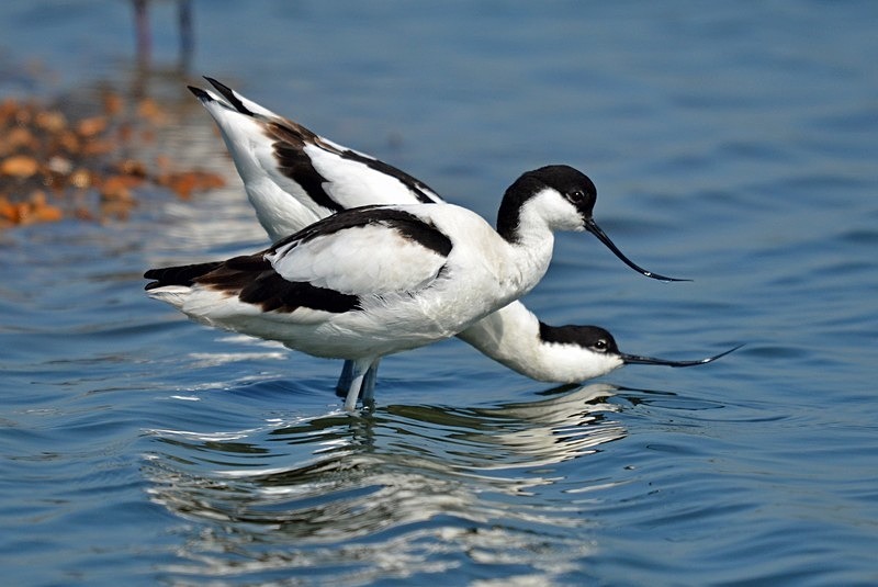 Avocets - Avocets and stilts