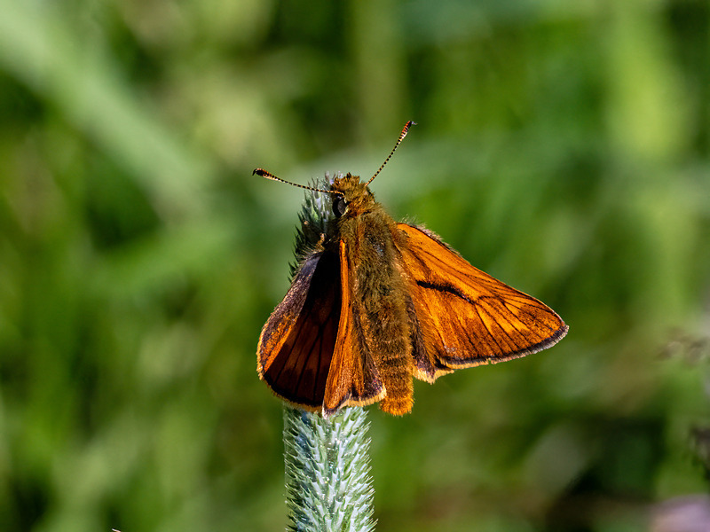 Large Skipper - Latest photos
