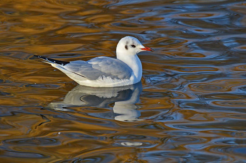 Black-headed Gull - Gulls