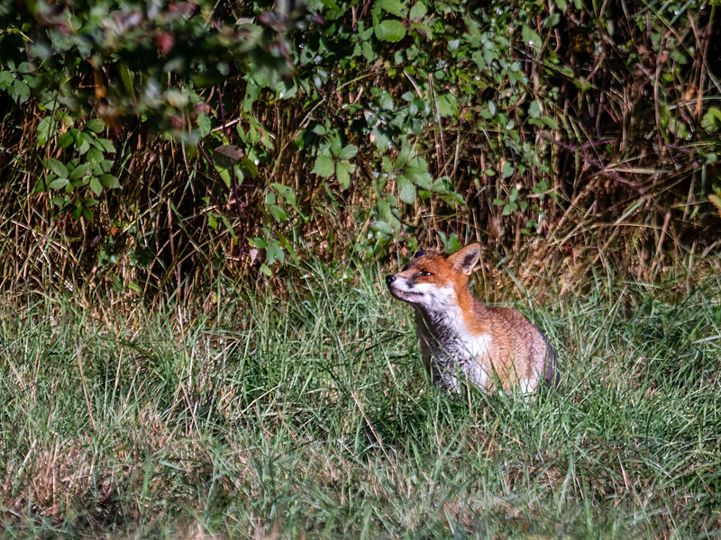 Red Fox - Latest photos