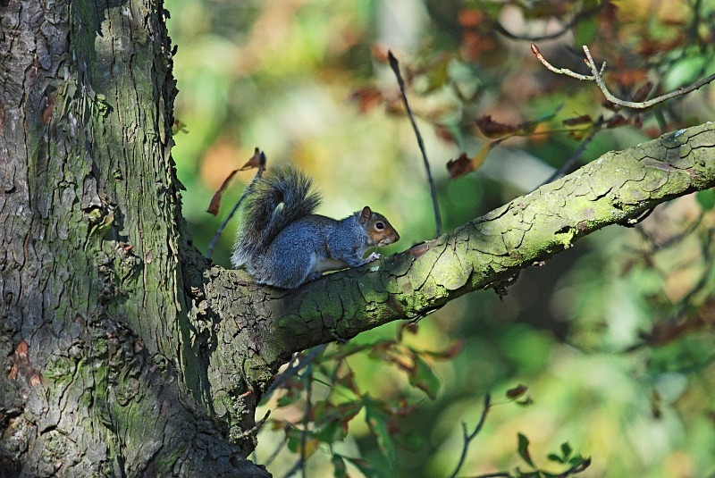 Grey Squirrel - Grey Squirrels