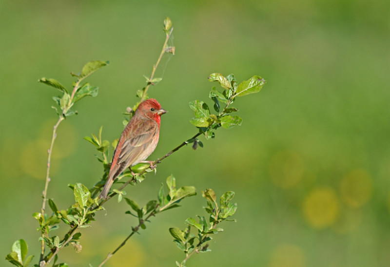 Common Rosefinch - Estonia