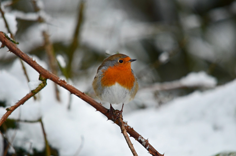 Robin - Robins