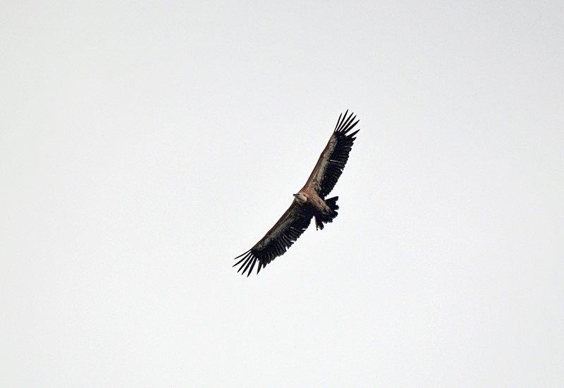Griffon Vulture - Bulgaria