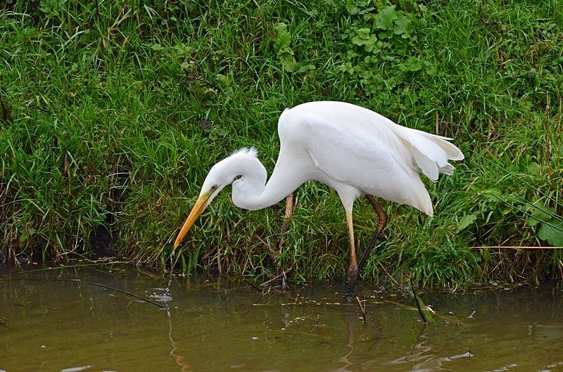 Great White Egret - Netherlands - December 2019