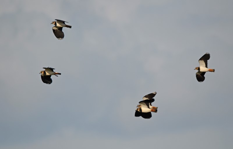 Lapwings - Plovers