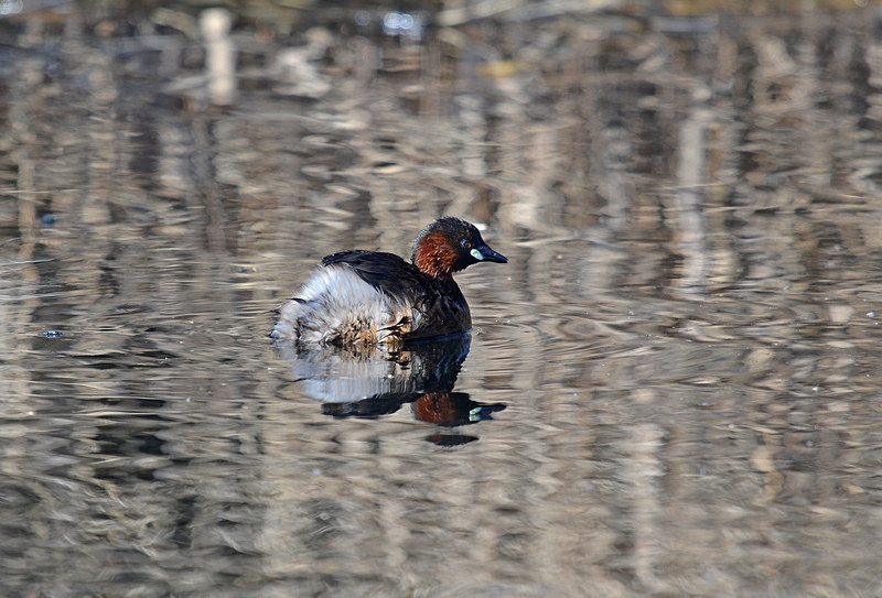 Little Grebe - Grebes