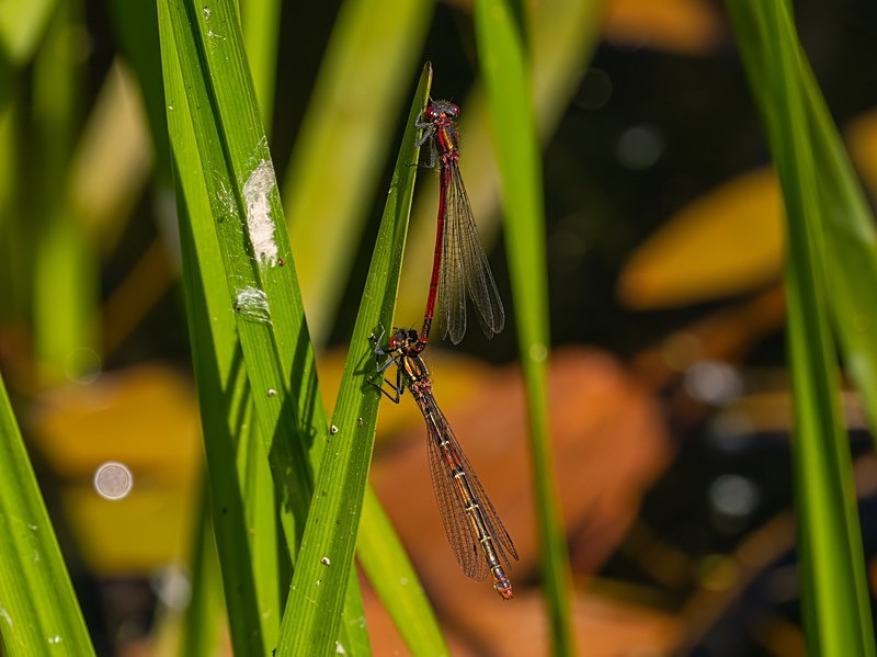 Large Red Damselflies - Dragonflies and damselflies