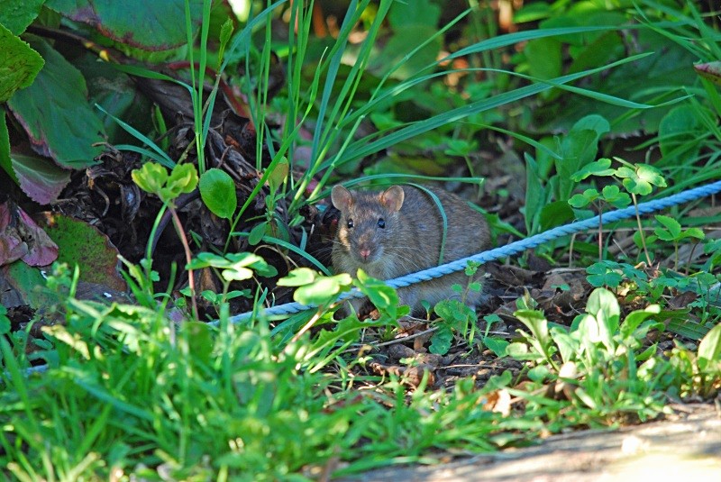 Brown Rat - Other mammals