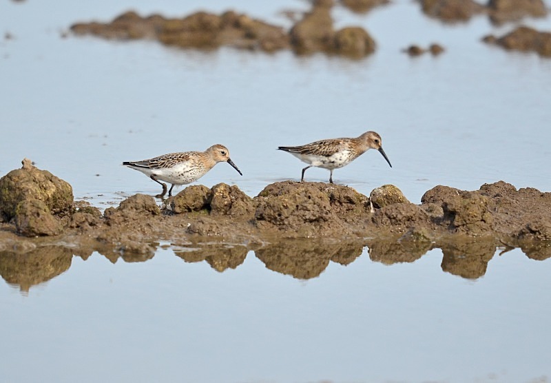 Dunlin - Sandpipers
